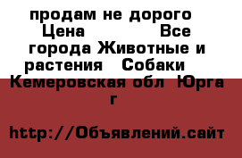 продам не дорого › Цена ­ 10 000 - Все города Животные и растения » Собаки   . Кемеровская обл.,Юрга г.